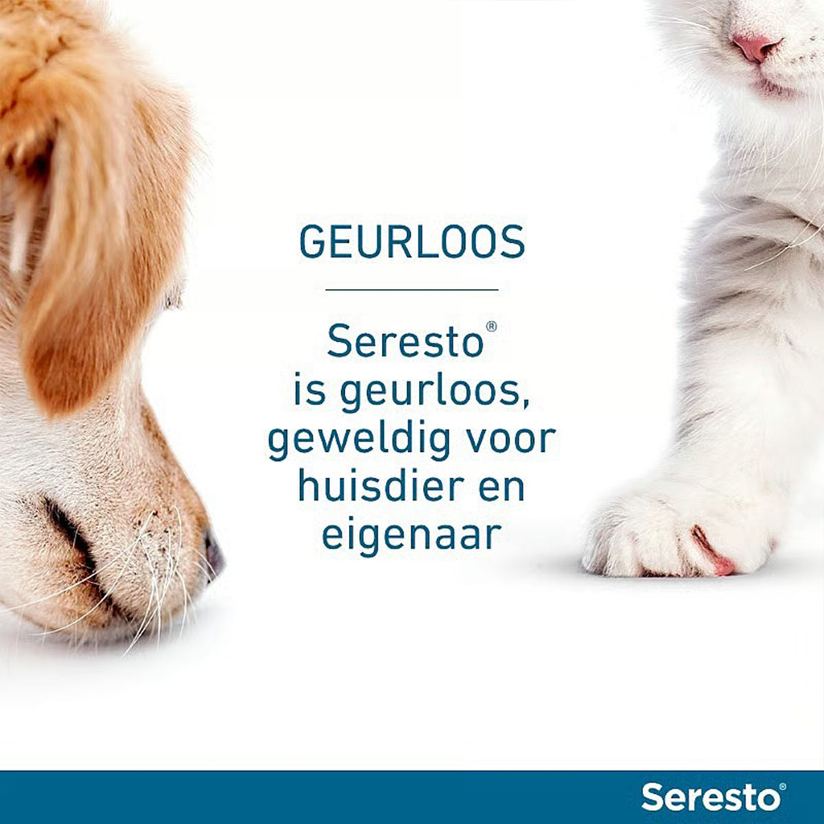 vlooien- en tekenband voor katten
